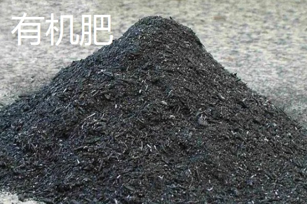 茎和叶是由什么发育而来,由种子中的胚芽发育而来的