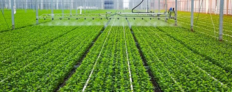 农村大棚种什么能赚钱，推荐种植草莓、葡萄等