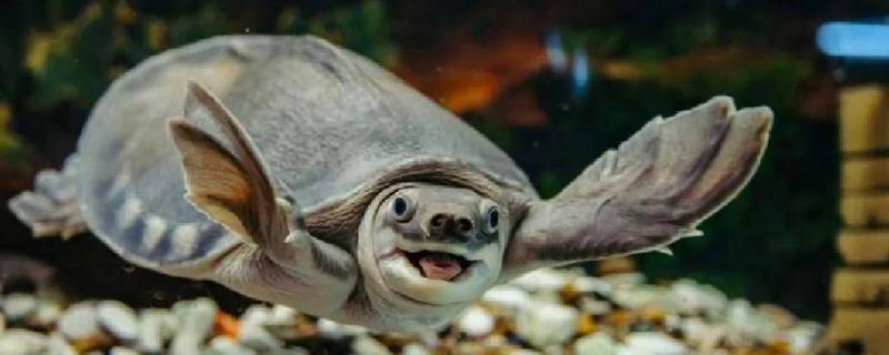 猪鼻龟身上起红点的原因，主要是水温高、水质差等因素所致