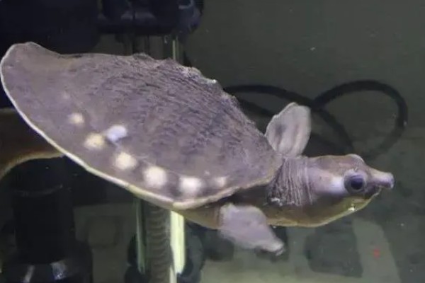 猪鼻龟身上起红点的原因，主要是水温高、水质差等因素所致