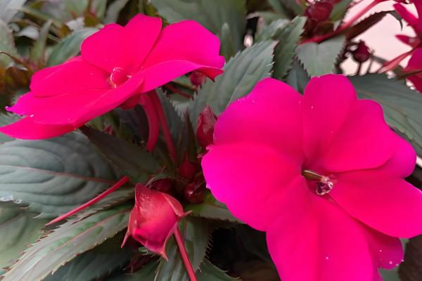 五彩凤仙花能水培吗，可以用水培的方式种植