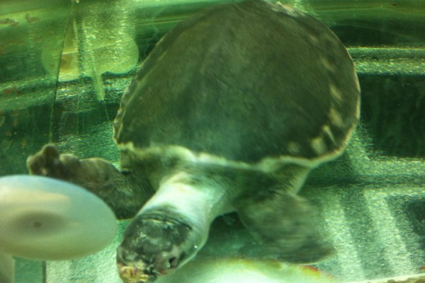 猪鼻龟身上起红点的原因，主要是水温高、水质差等因素所致