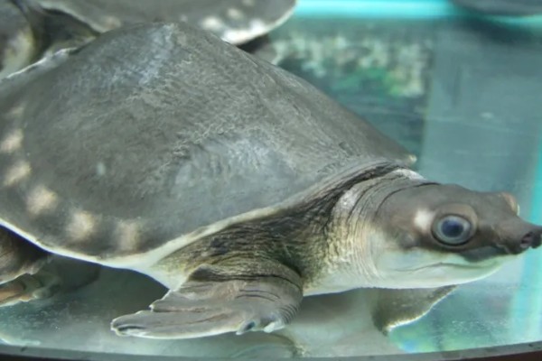 猪鼻龟身上起红点的原因，主要是水温高、水质差等因素所致