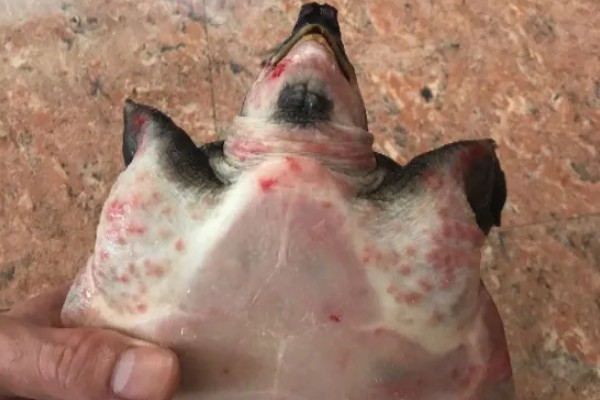 猪鼻龟身上起红点的原因，主要是水温高、水质差等因素所致