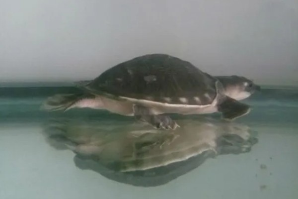 猪鼻龟身上起红点的原因，主要是水温高、水质差等因素所致