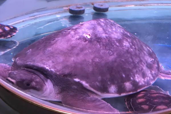 猪鼻龟身上起红点的原因，主要是水温高、水质差等因素所致