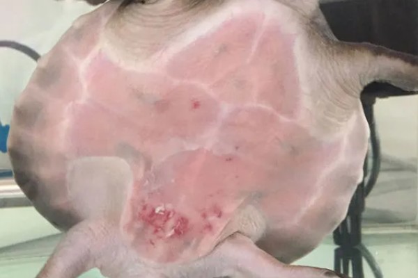 猪鼻龟身上起红点的原因，主要是水温高、水质差等因素所致