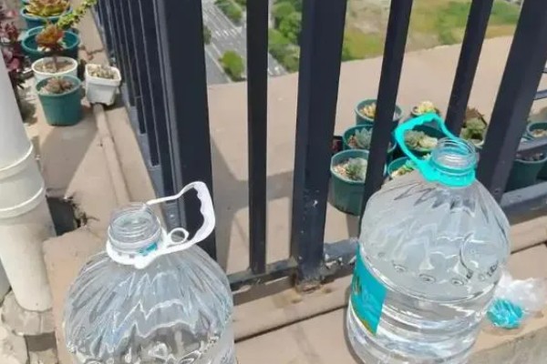 猪鼻龟身上起红点的原因，主要是水温高、水质差等因素所致