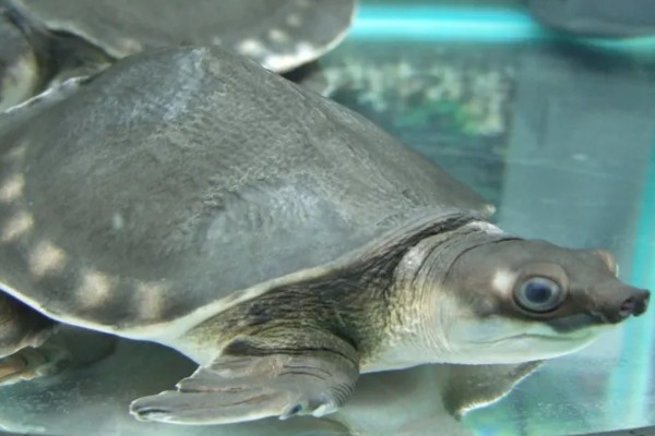 猪鼻龟身上起红点的原因，主要是水温高、水质差等因素所致