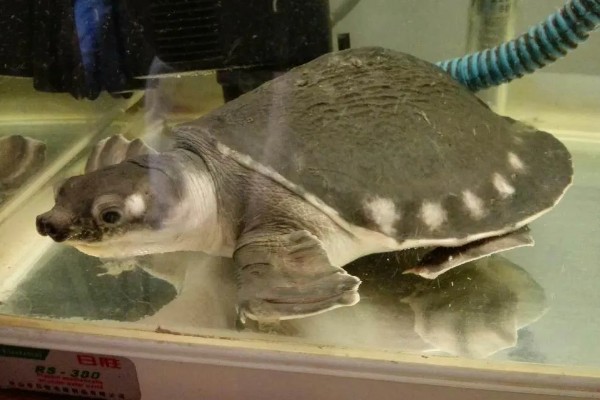 猪鼻龟身上起红点的原因，主要是水温高、水质差等因素所致