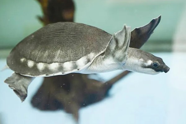 猪鼻龟身上起红点的原因，主要是水温高、水质差等因素所致