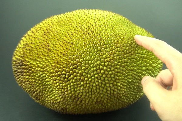 怎么吃菠萝蜜，直接生吃即可