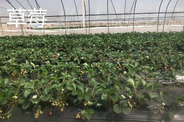 农村大棚种什么能赚钱,推荐种植草莓、葡萄等