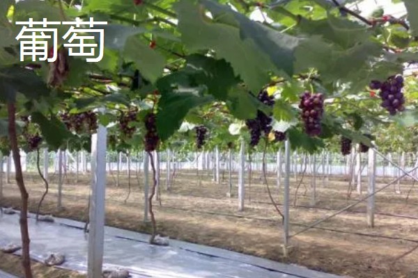 农村大棚种什么能赚钱,推荐种植草莓、葡萄等