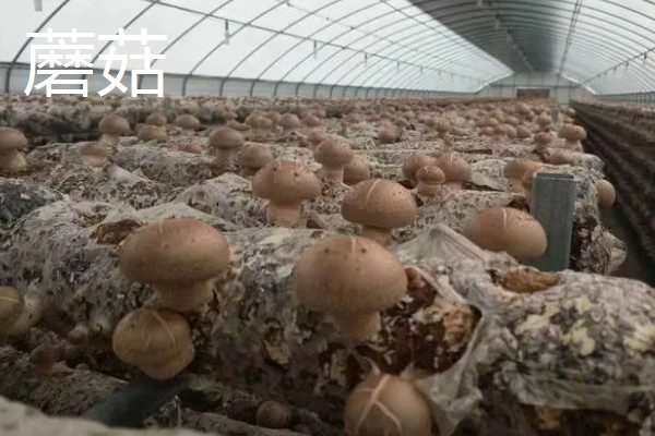 农村大棚种什么能赚钱,推荐种植草莓、葡萄等