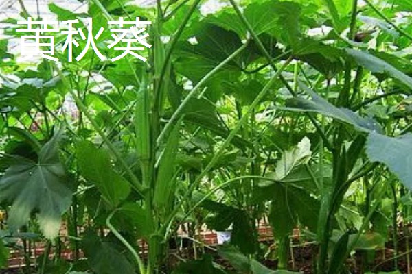 农村大棚种什么能赚钱,推荐种植草莓、葡萄等