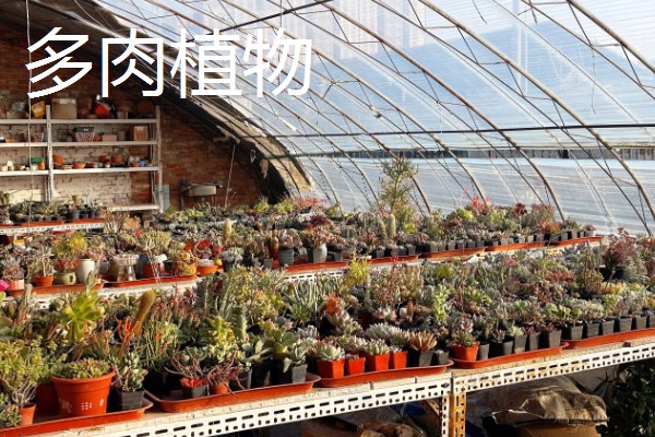 农村大棚种什么能赚钱,推荐种植草莓、葡萄等