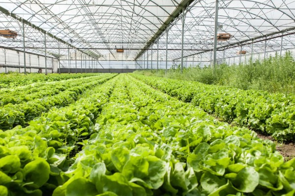 农村大棚种什么能赚钱,推荐种植草莓、葡萄等