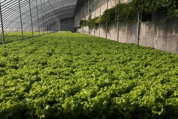 农村大棚种什么能赚钱,推荐种植草莓、葡萄等