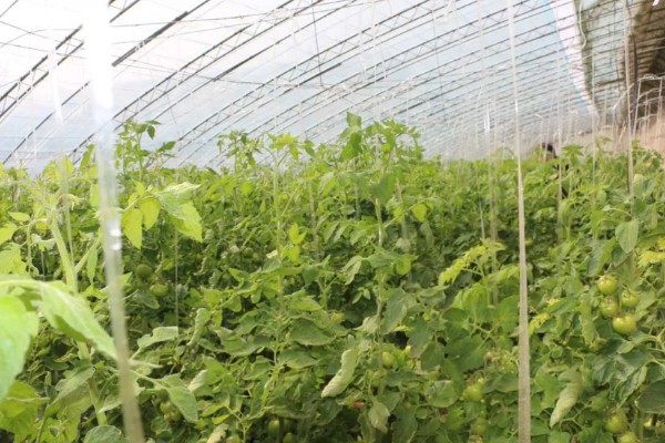 农村大棚种什么能赚钱,推荐种植草莓、葡萄等