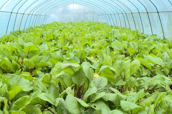 农村大棚种什么能赚钱,推荐种植草莓、葡萄等