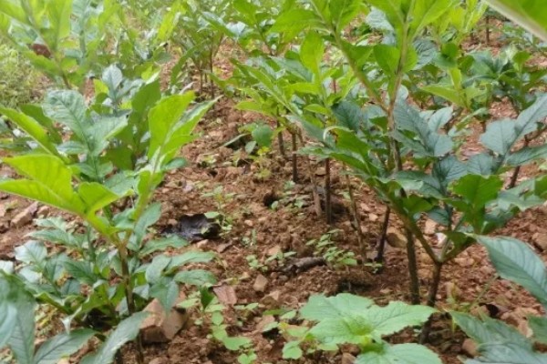 魔芋一代种当年要采挖吗，保留到下一年可能会腐烂