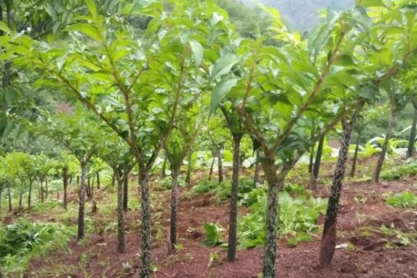 魔芋一代种当年要采挖吗，保留到下一年可能会腐烂