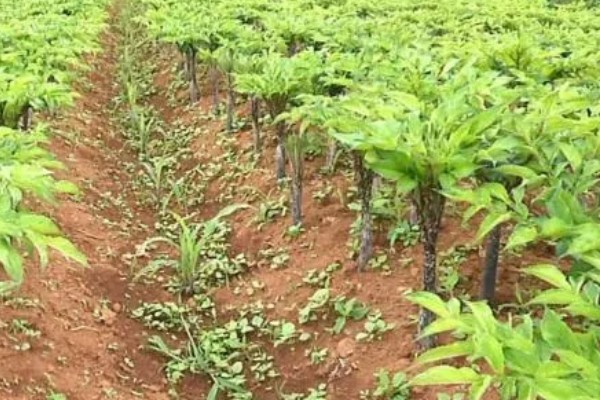 魔芋一代种当年要采挖吗，保留到下一年可能会腐烂