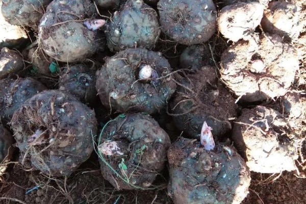 魔芋一代种当年要采挖吗，保留到下一年可能会腐烂