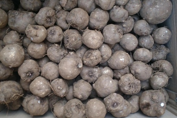 魔芋一代种当年要采挖吗，保留到下一年可能会腐烂