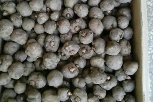 魔芋一代种当年要采挖吗，保留到下一年可能会腐烂