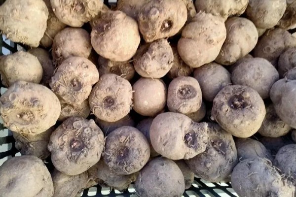 魔芋一代种当年要采挖吗，保留到下一年可能会腐烂