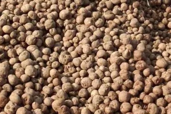 魔芋一代种当年要采挖吗，保留到下一年可能会腐烂