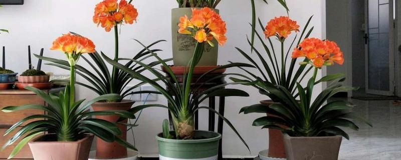 君子兰浇啤酒有什么好处，可以补充养分