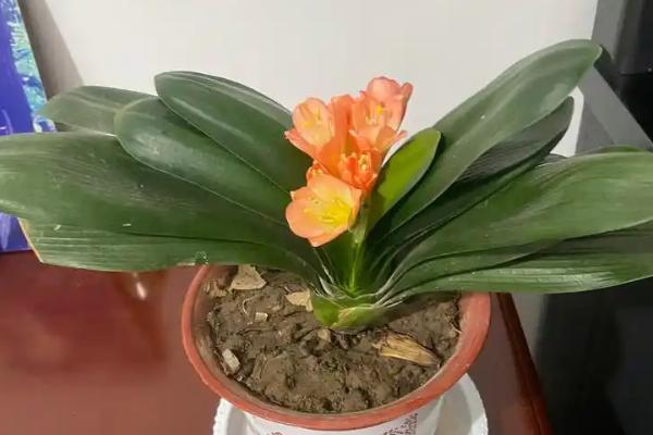 君子兰浇啤酒有什么好处,可以补充养分