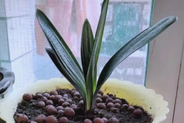 君子兰浇啤酒有什么好处,可以补充养分