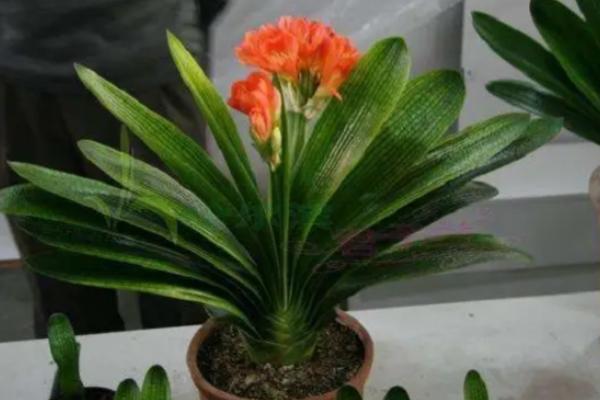 君子兰浇啤酒有什么好处,可以补充养分