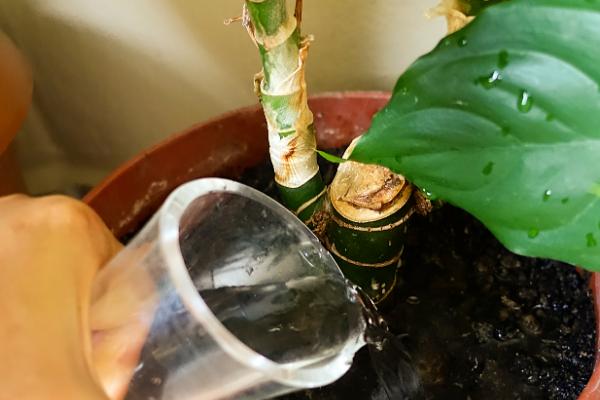 君子兰浇啤酒有什么好处,可以补充养分