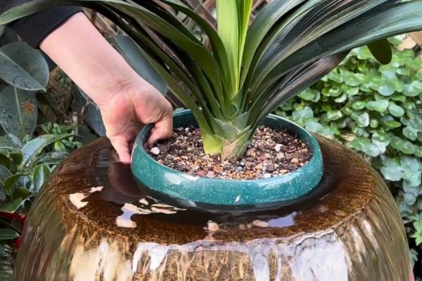 君子兰浇啤酒有什么好处,可以补充养分