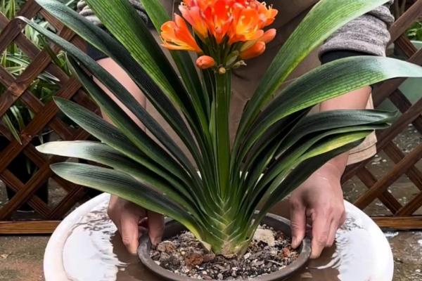 君子兰浇啤酒有什么好处,可以补充养分