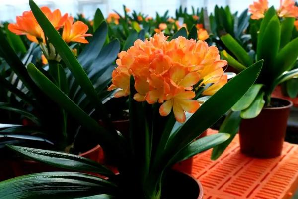 君子兰浇啤酒有什么好处,可以补充养分