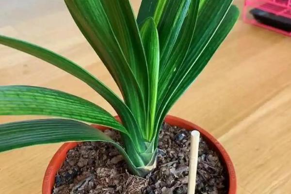 君子兰浇啤酒有什么好处,可以补充养分