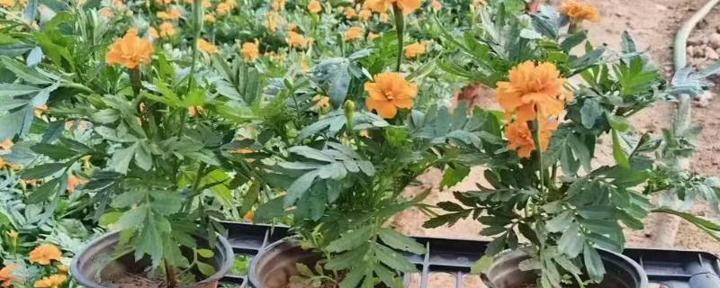 孔雀草什么时候种植，在每年春季种植