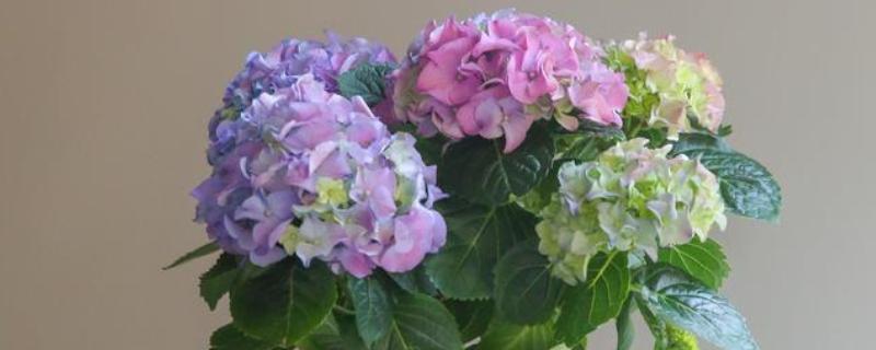 绣球的叶片为何有黑斑点，可能是强光暴晒、浇水过多等因素造成