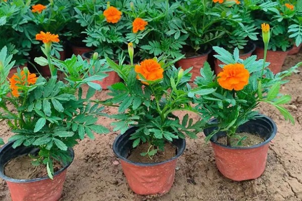 孔雀草什么时候种植，在每年春季种植