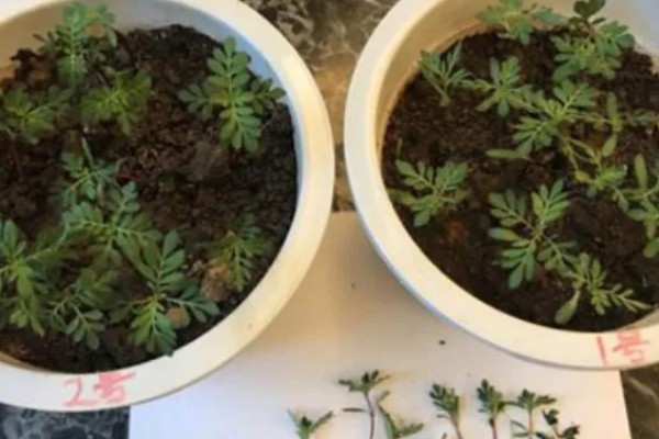 孔雀草什么时候种植，在每年春季种植