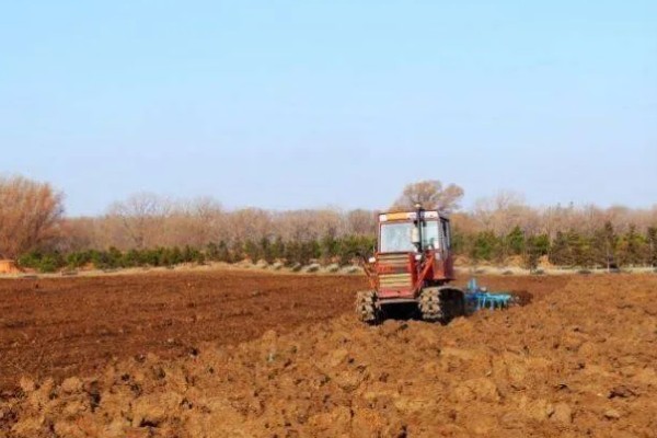 孔雀草什么时候种植，在每年春季种植