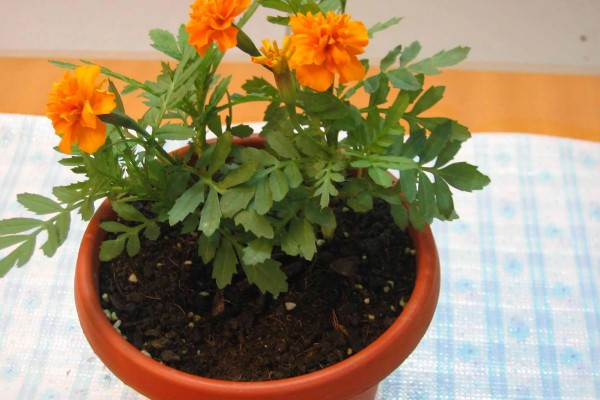 孔雀草什么时候种植，在每年春季种植