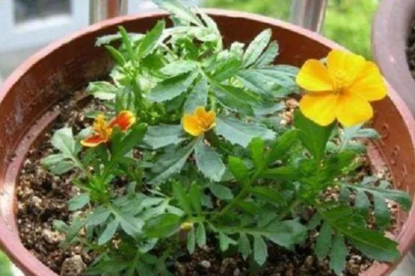 孔雀草什么时候种植，在每年春季种植