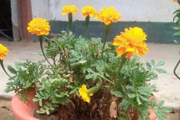 孔雀草什么时候种植，在每年春季种植